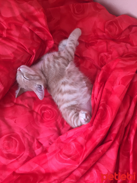 Sarman, Kedi  Leo fotoğrafı