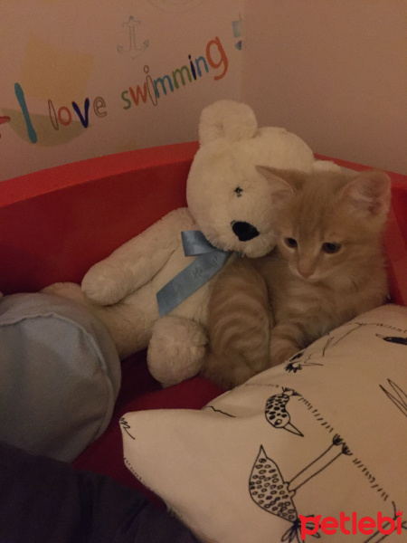 Sarman, Kedi  Leo fotoğrafı