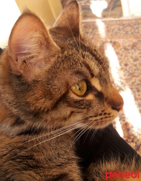 Tekir Kedi, Kedi  Prenses fotoğrafı