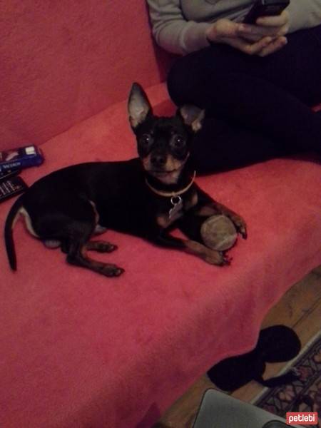 Minyatür Pinscher, Köpek  Tantuni fotoğrafı