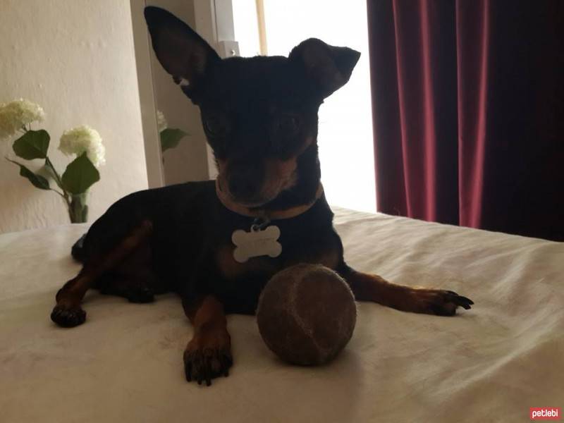 Minyatür Pinscher, Köpek  Tantuni fotoğrafı