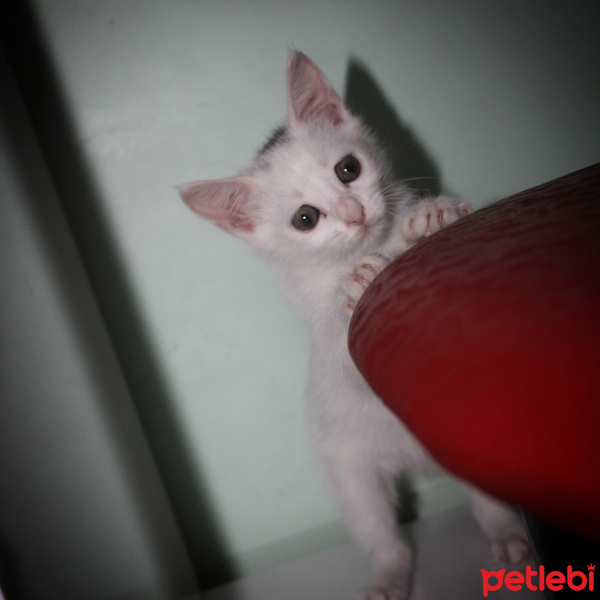 Van Kedisi, Kedi  Miya fotoğrafı