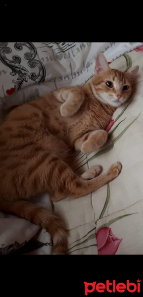 Sarman, Kedi  Minnoş fotoğrafı