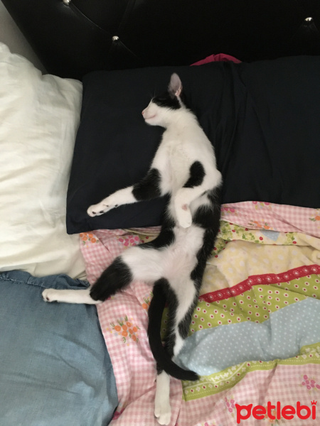 Tuxedo (Smokin) Kedi, Kedi  Tutku fotoğrafı