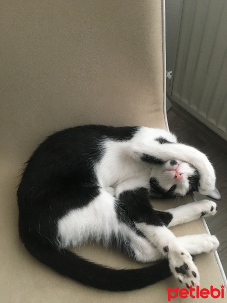 Tuxedo (Smokin) Kedi, Kedi  Tutku fotoğrafı