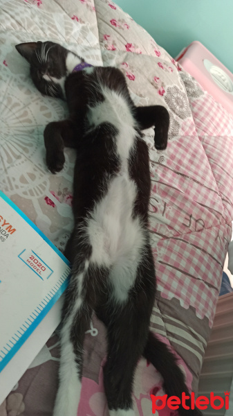 Tekir Kedi, Kedi  oreo fotoğrafı