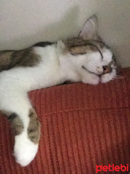 Tekir Kedi, Kedi  Haşhaş fotoğrafı