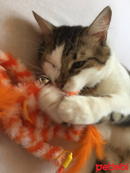 Tekir Kedi, Kedi  Haşhaş fotoğrafı