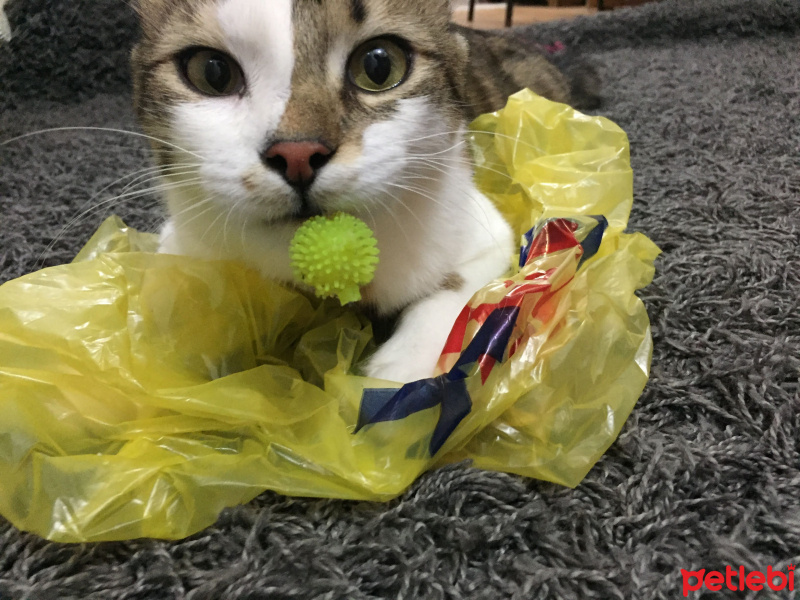 Tekir Kedi, Kedi  Haşhaş fotoğrafı