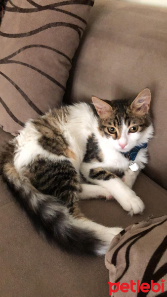 Tekir Kedi, Kedi  Pamuk fotoğrafı