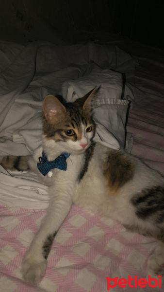 Tekir Kedi, Kedi  Pamuk fotoğrafı