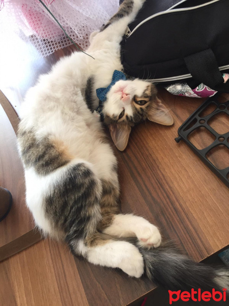 Tekir Kedi, Kedi  Pamuk fotoğrafı