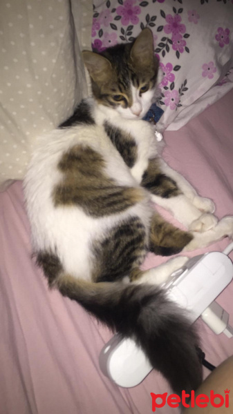 Tekir Kedi, Kedi  Pamuk fotoğrafı