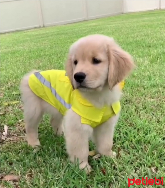 Golden Retriever, Köpek  Gofi fotoğrafı