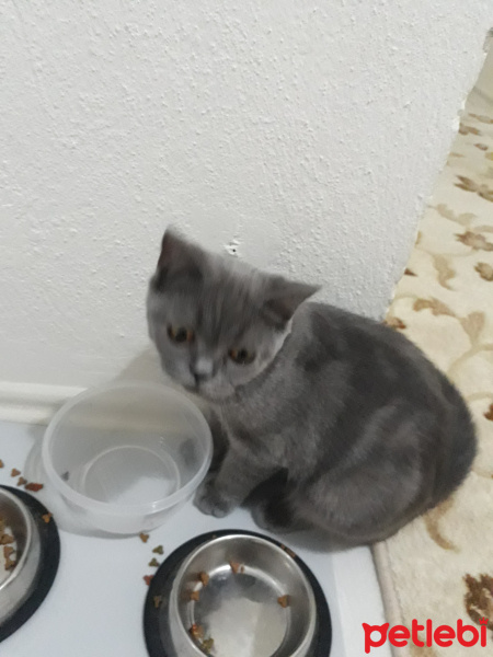 British Shorthair, Kedi  Mila fotoğrafı