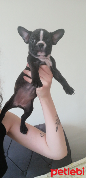 Fransız Bulldog, Köpek  Bobi fotoğrafı