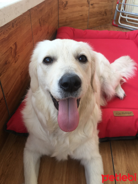 Golden Retriever, Köpek  Lisa fotoğrafı