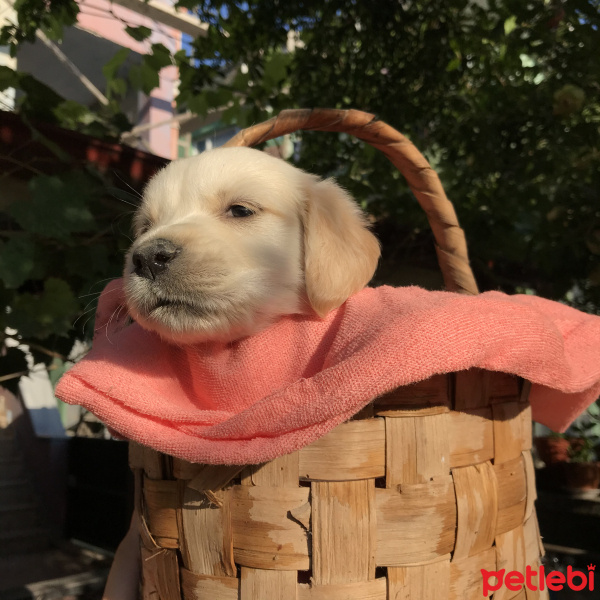 Golden Retriever, Köpek  Bulut fotoğrafı