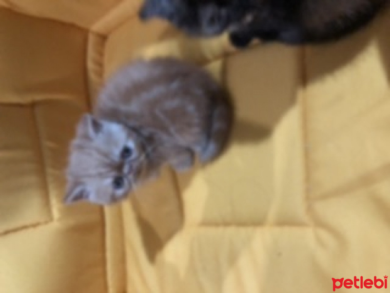 Exotic Shorthair, Kedi  Garfi fotoğrafı