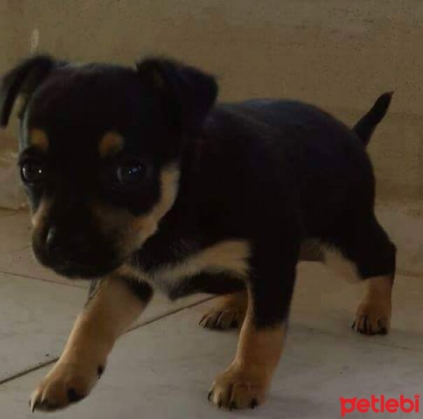 Minyatür Pinscher, Köpek  şhiva fotoğrafı