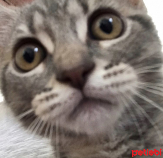 British Shorthair, Kedi  Charlie fotoğrafı