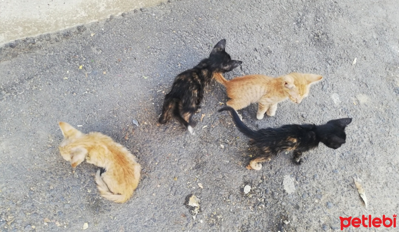 Tekir Kedi, Kedi  4 adet yavru kedi fotoğrafı