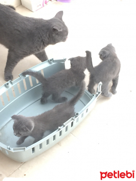 Scottish Fold, Kedi  Niyo fotoğrafı