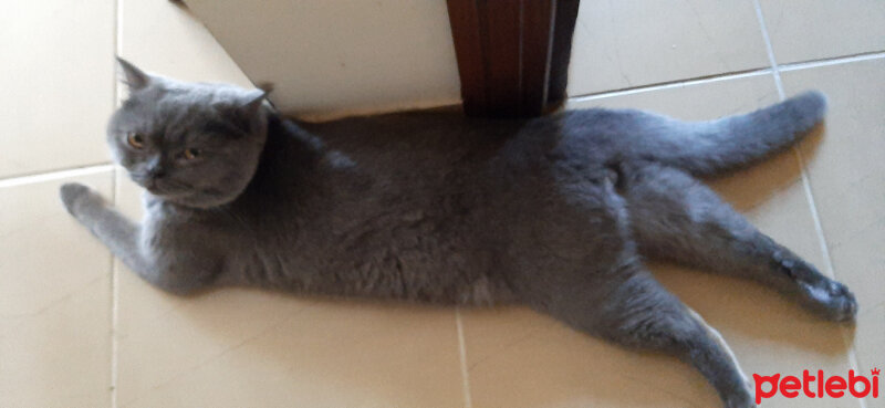 Scottish Fold, Kedi  OSCAR fotoğrafı