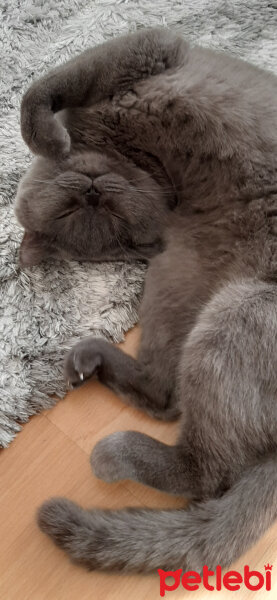 Scottish Fold, Kedi  OSCAR fotoğrafı