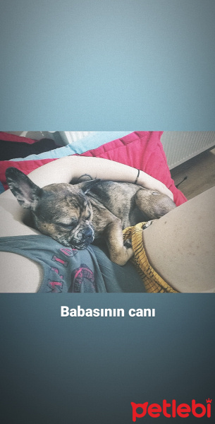 Fransız Bulldog, Köpek  Sasha fotoğrafı