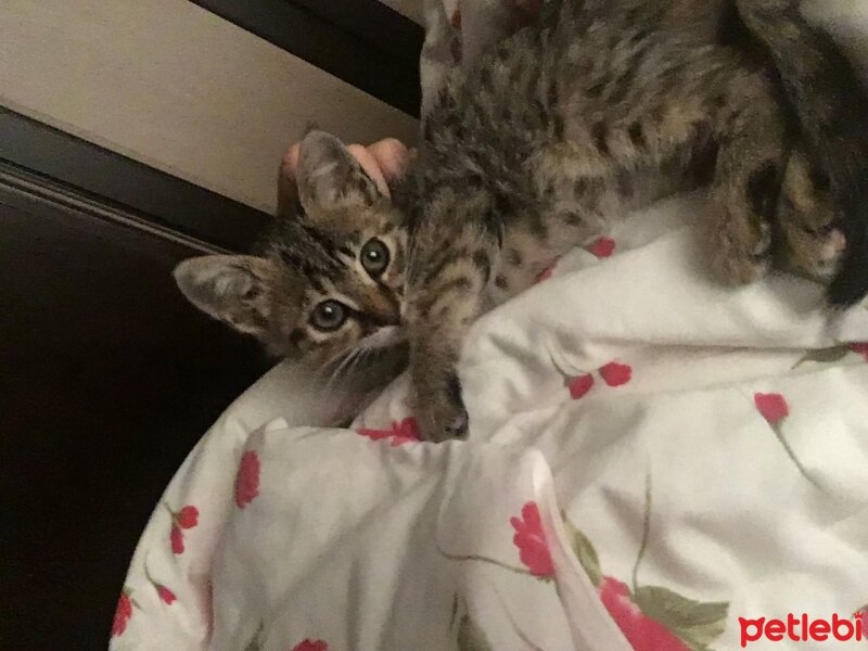 Tekir Kedi, Kedi  Minnak fotoğrafı