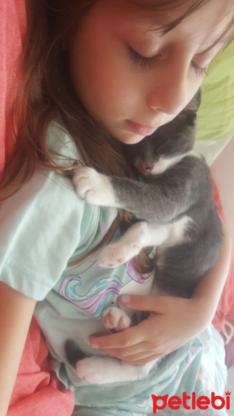 Sphynx, Kedi  Benekli fotoğrafı