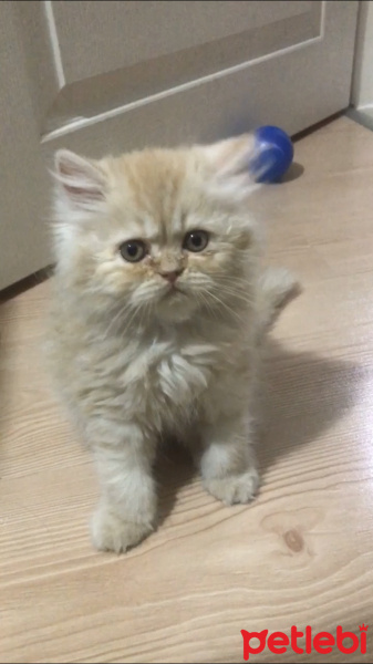 Chinchilla, Kedi  Marsel fotoğrafı