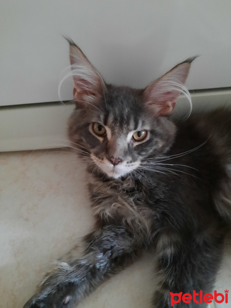 Maine Coon, Kedi  Paşa fotoğrafı