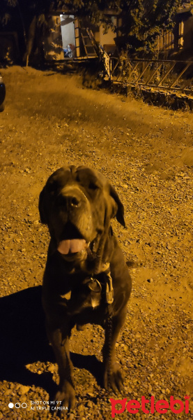 Cane Corso Italiano, Köpek  Ates fotoğrafı