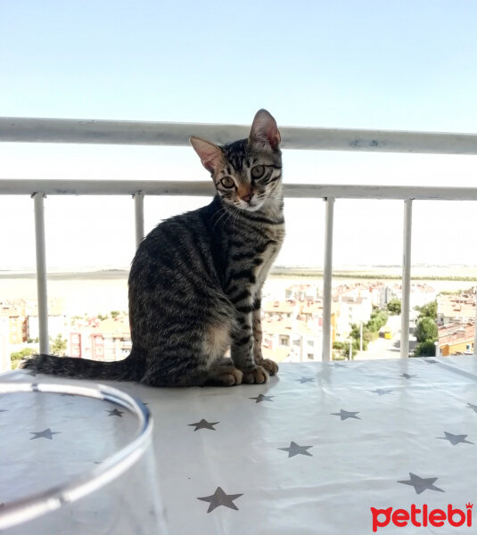 Tekir Kedi, Kedi  Boncuq fotoğrafı