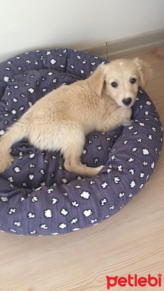 Maltese, Köpek  Latte fotoğrafı