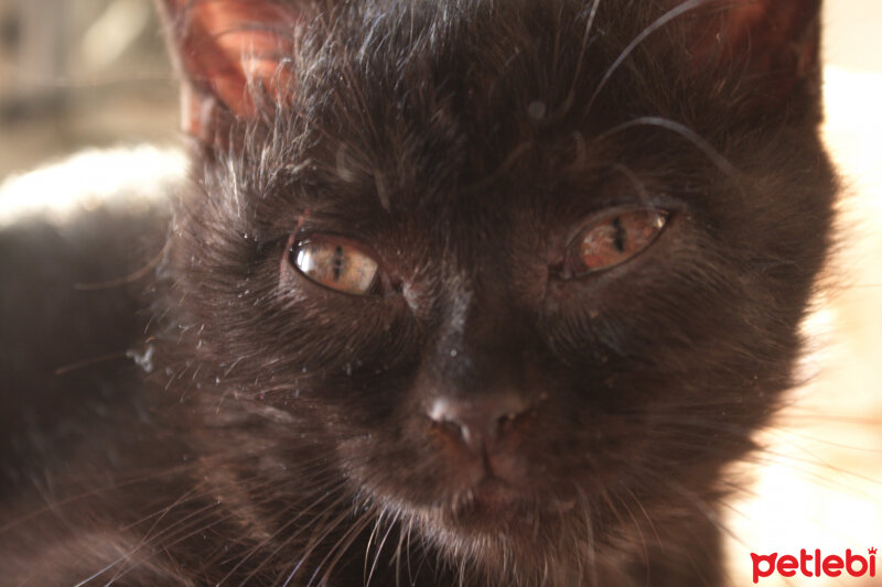 British Shorthair, Kedi  müezza sultan fotoğrafı