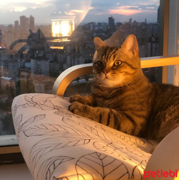 British Shorthair, Kedi  Leo fotoğrafı