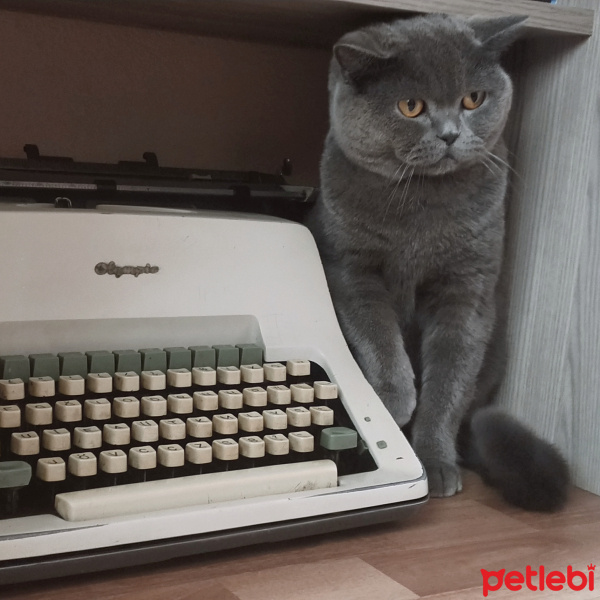 British Shorthair, Kedi  dumito fotoğrafı