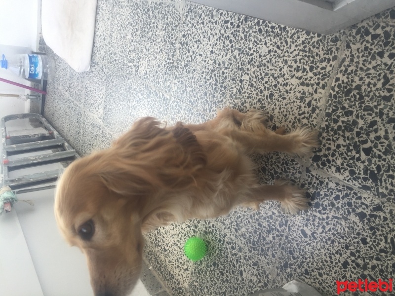 Amerikan Cocker Spaniel, Köpek  bella fotoğrafı