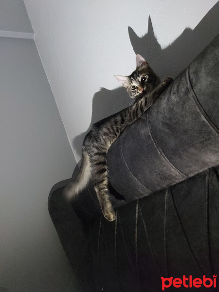 Tekir Kedi, Kedi  Pera fotoğrafı