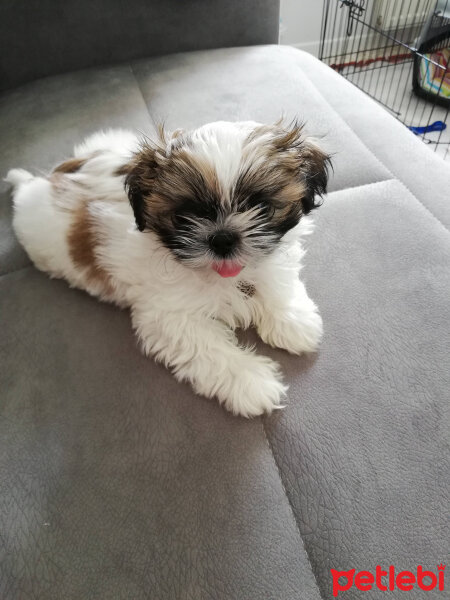 Shih Tzu, Köpek  Maya fotoğrafı