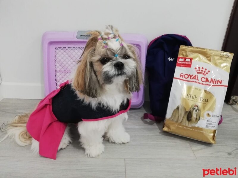 Shih Tzu, Köpek  Maya fotoğrafı