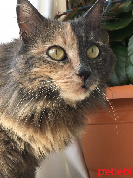 Tekir Kedi, Kedi  Karamel fotoğrafı