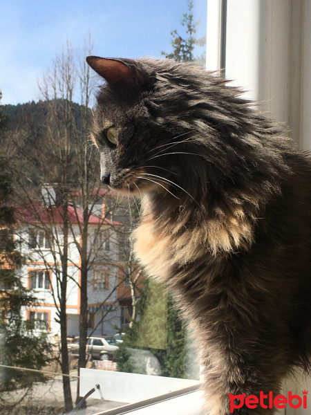 Tekir Kedi, Kedi  Karamel fotoğrafı