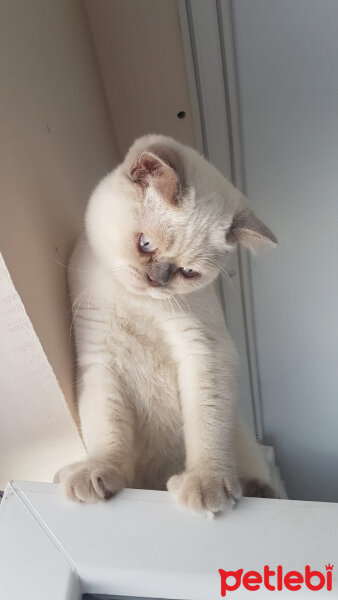 British Shorthair, Kedi  Latte fotoğrafı