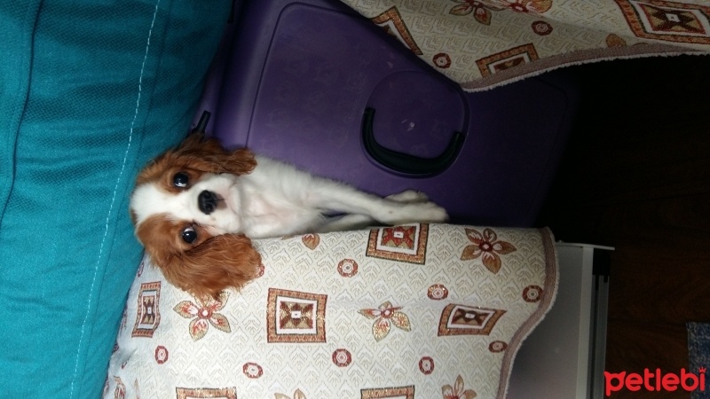 Cavalier King Charles Spanieli, Köpek  Paşa fotoğrafı