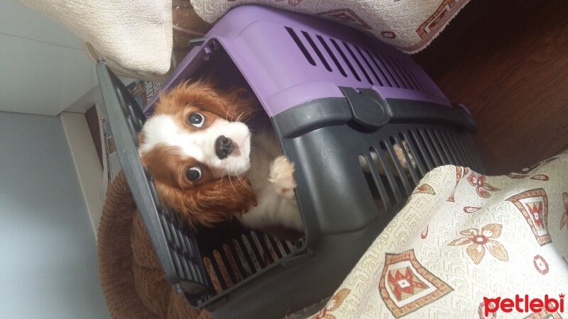 Cavalier King Charles Spanieli, Köpek  Paşa fotoğrafı