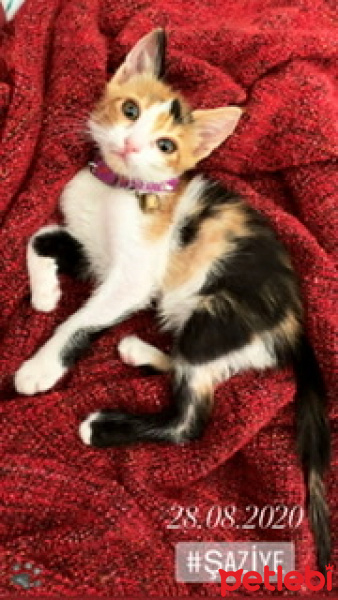 Tekir Kedi, Kedi  Şaziye fotoğrafı